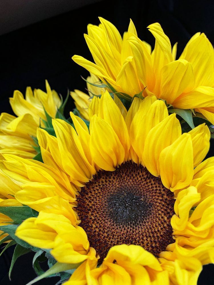 Sun Petals Clr Art | Sky + Sparks Luxury Fine Art