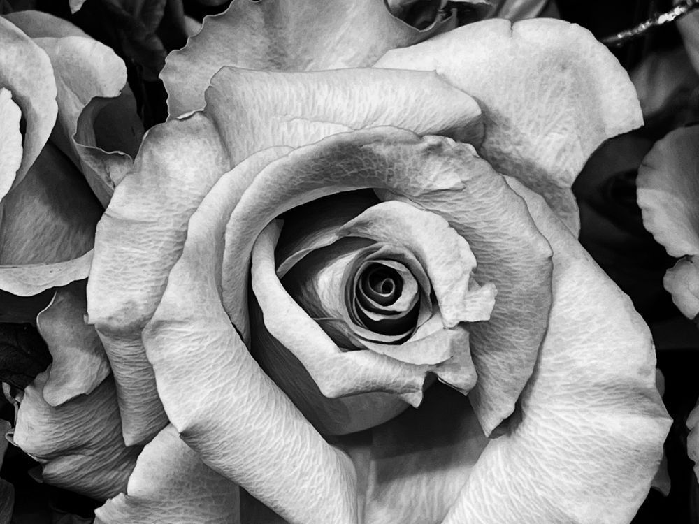 Secrets Of Rose Sp Art | Sky + Sparks Luxury Fine Art