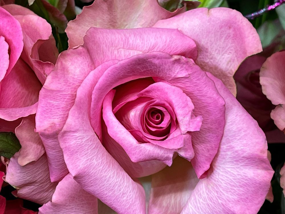 Secrets Of Rose Clr Art | Sky + Sparks Luxury Fine Art