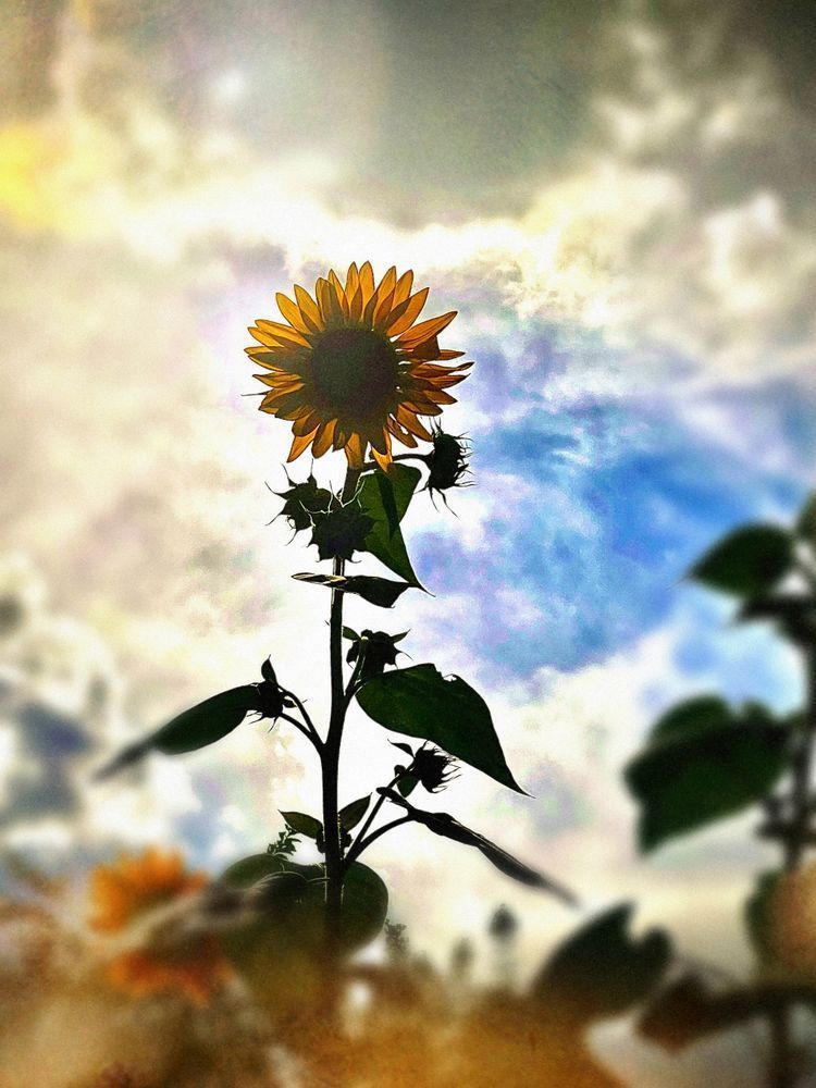 Solo Sun Clr Art | Sky + Sparks Luxury Fine Art
