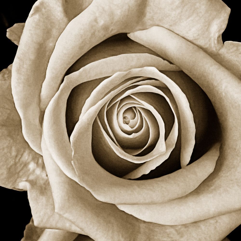 Soft Rose Cs Square Art | Sky + Sparks Luxury Fine Art