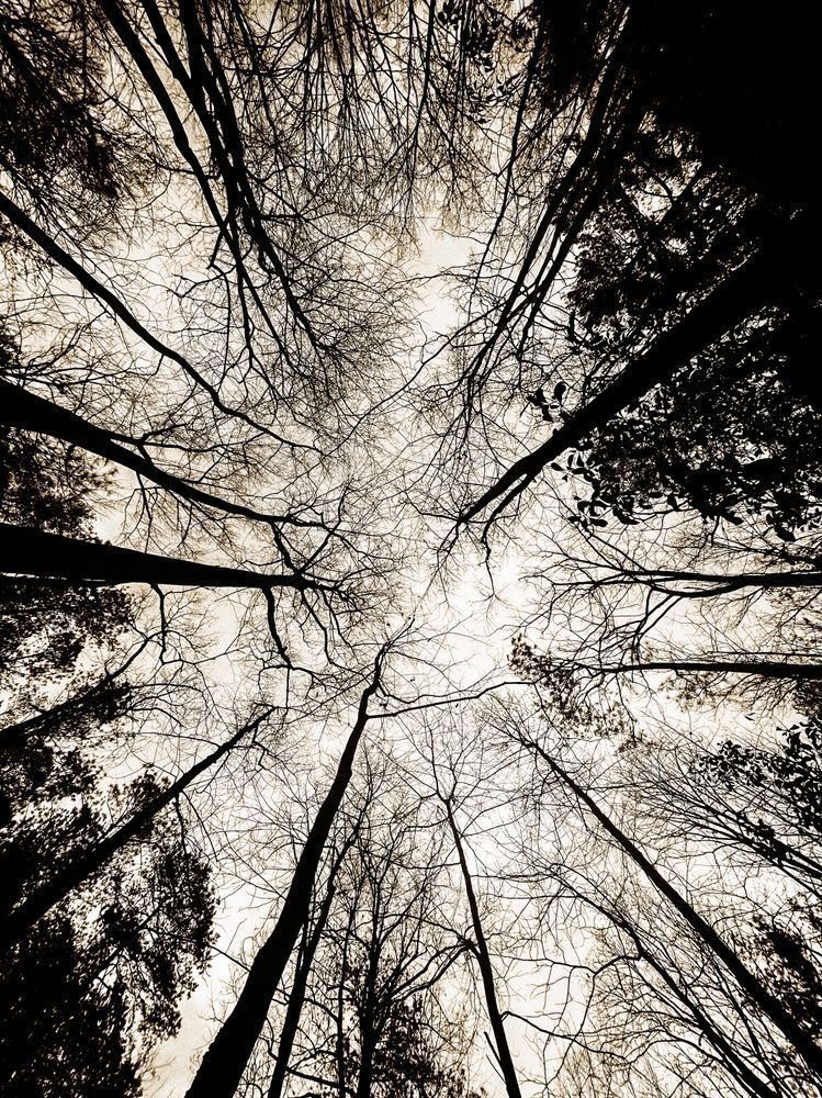 Skyward Bound Cs Art | Sky + Sparks Luxury Fine Art