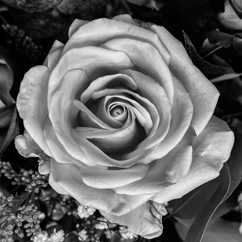 Peach Rose Sp Square Art | Sky + Sparks Luxury Fine Art