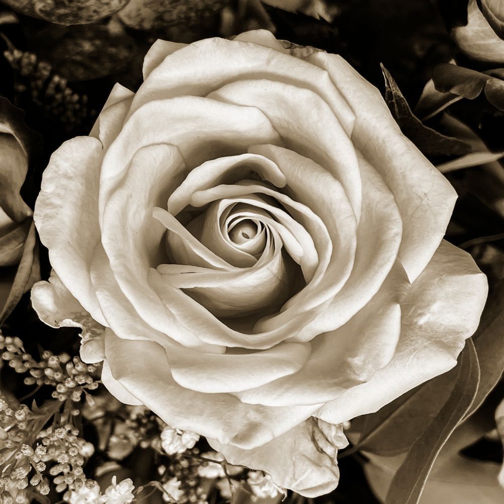 Peach Rose Cs Square Art | Sky + Sparks Luxury Fine Art