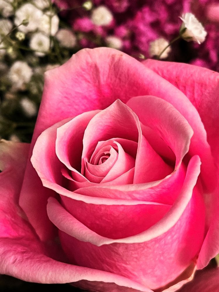 Pastel Rose Cotton Clr Art | Sky + Sparks Luxury Fine Art
