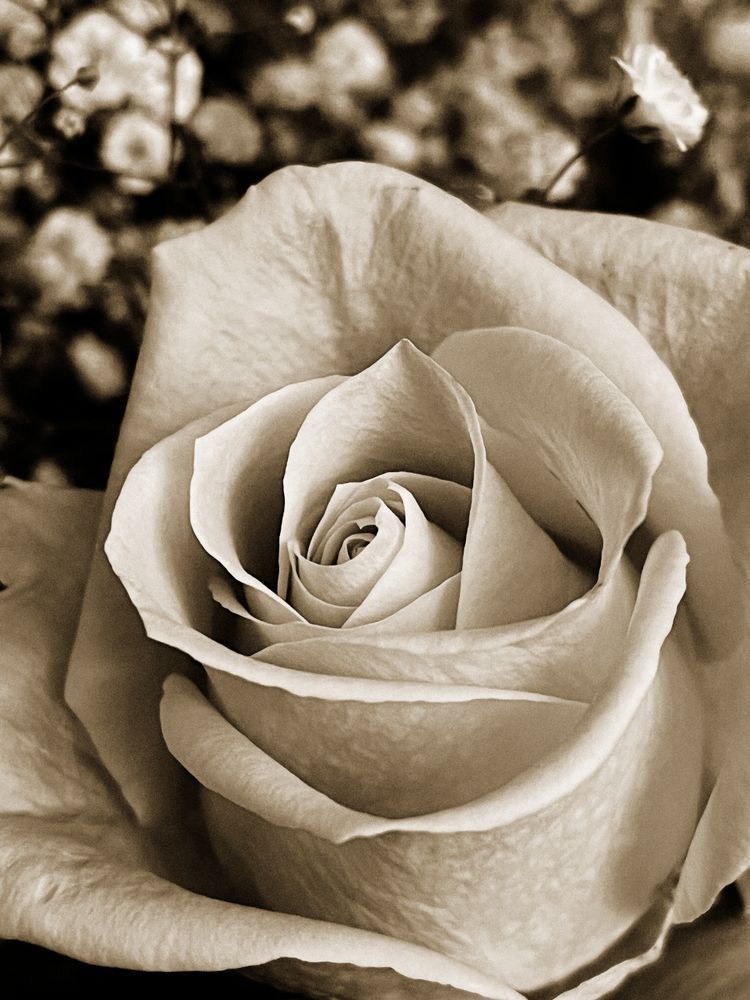 Pastel Rose Cotton Cs Art | Sky + Sparks Luxury Fine Art