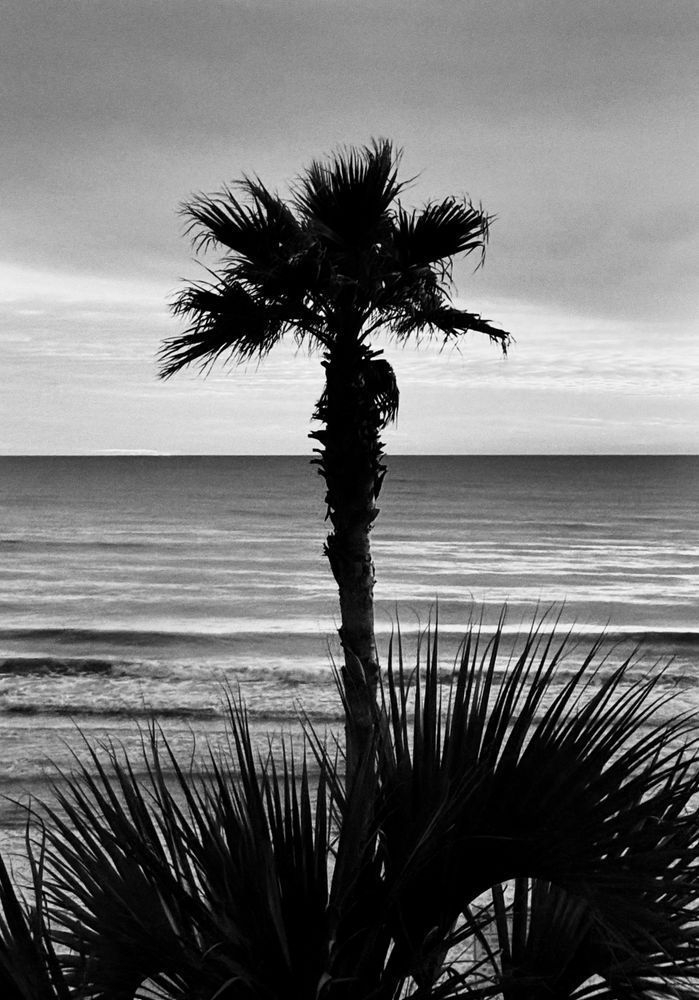 Palm Paradise Sp Art | Sky + Sparks Luxury Fine Art