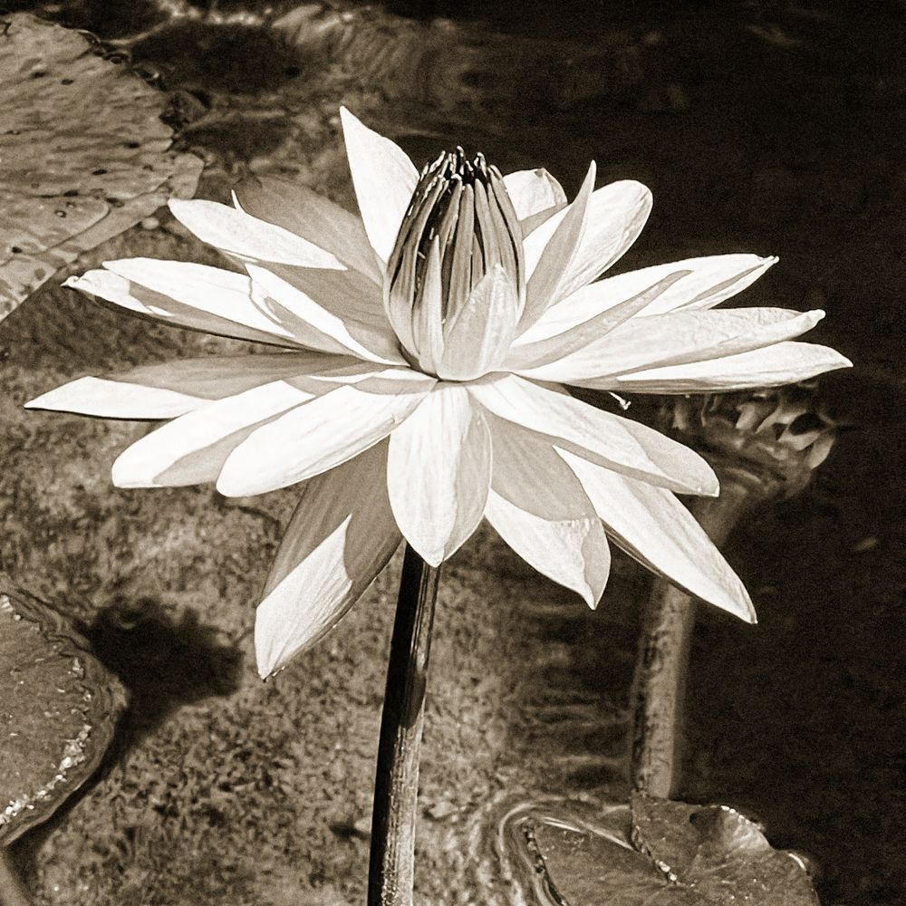 Water Lily Square Cs Art | Sky + Sparks Luxury Fine Art