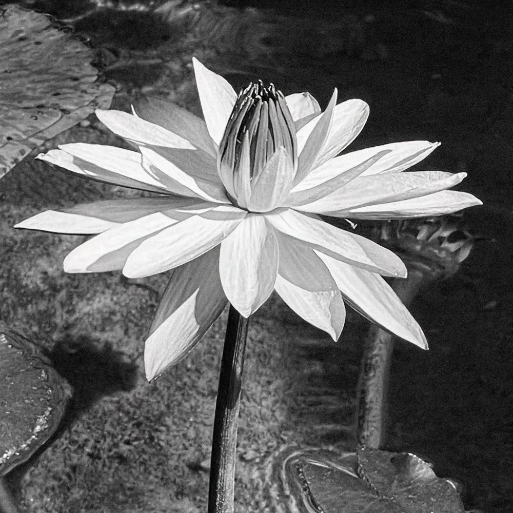 Water Lily Square Sp Art | Sky + Sparks Luxury Fine Art