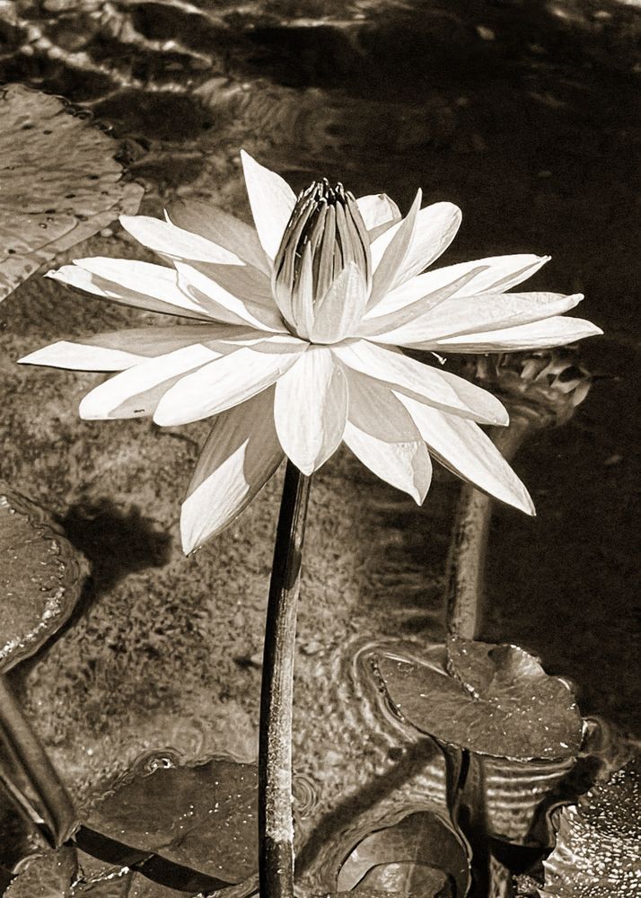 Water Lily Cs Art | Sky + Sparks Luxury Fine Art