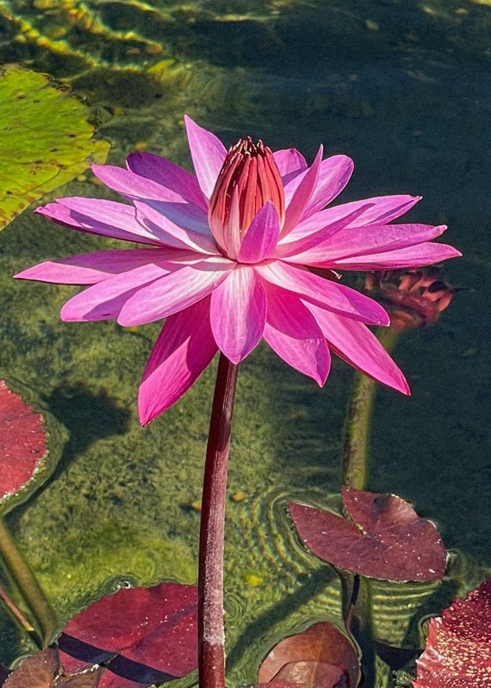 Water Lily Clr Art | Sky + Sparks Luxury Fine Art
