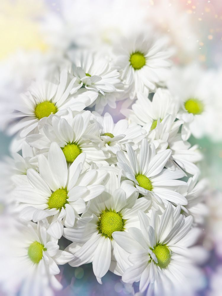 Winter Lime Art | Sky + Sparks Luxury Fine Art