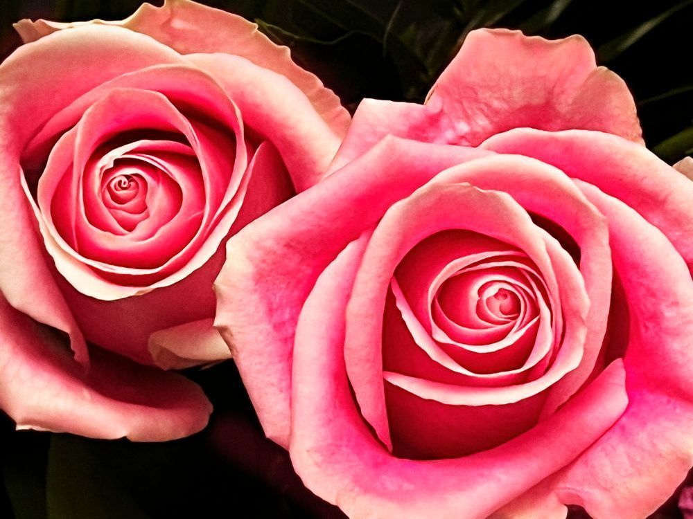 Twin Pinks Clr Art | Sky + Sparks Luxury Fine Art