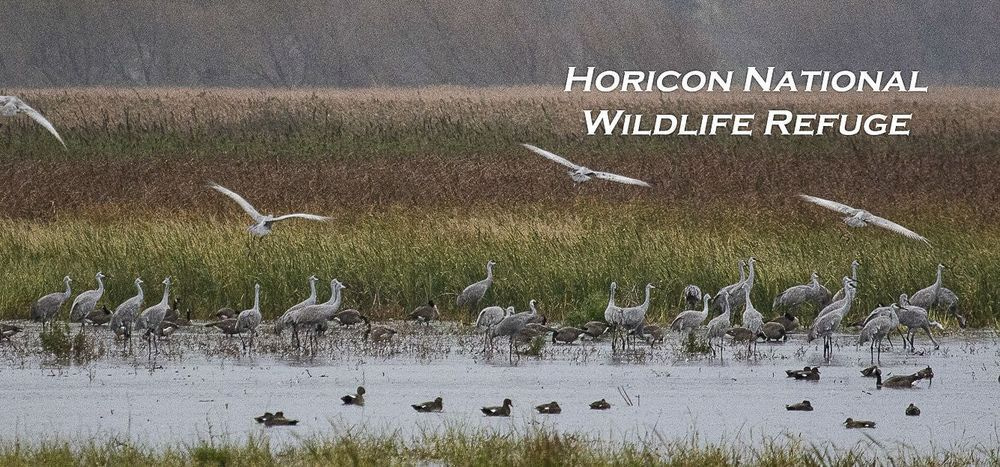 Hnwr 11oz Sandhill Cranes October Migration Photography Art | JP Photography LLC
