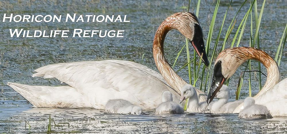 Hnwr 11oz Trumpeter Swans And Cygnets Photography Art | JP Photography LLC