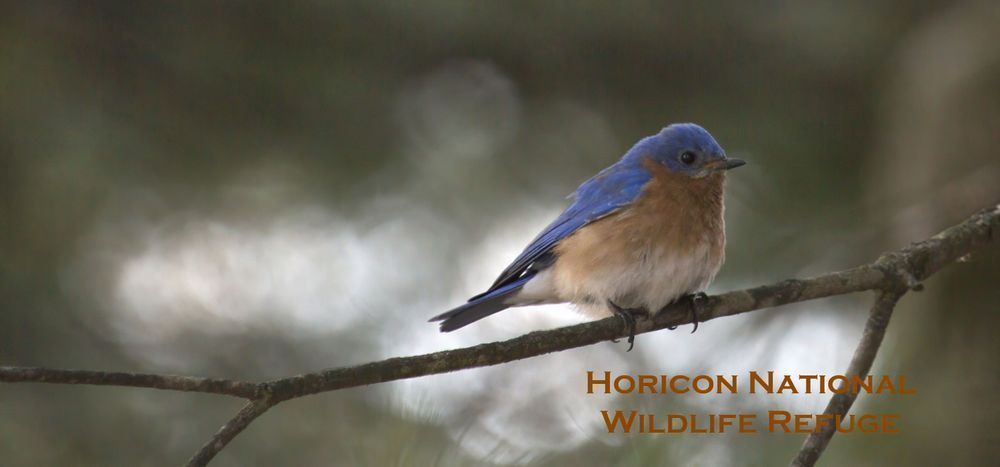 Hnwr 11oz Bluebird Photography Art | JP Photography LLC