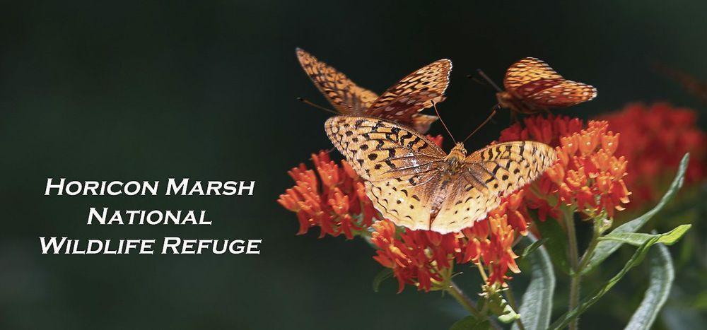 Hnwr 11oz Fritillary Butterfly Photography Art | JP Photography LLC
