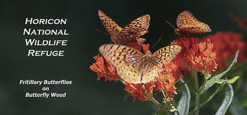 Hnwr 11oz Fritillary Butterflies On Asclepias Photography Art | JP Photography LLC