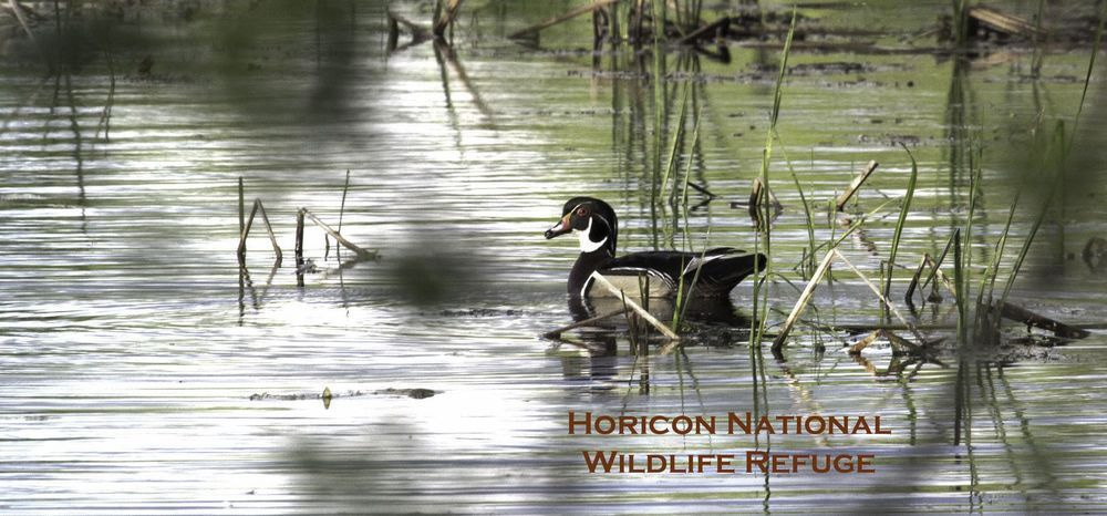 Hnwr 10oz  Wood Duck Photography Art | JP Photography LLC