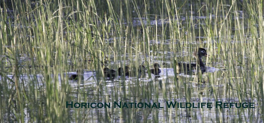 Hnwr 10oz Wood Ducks In Tall Reeds Copy Photography Art | JP Photography LLC