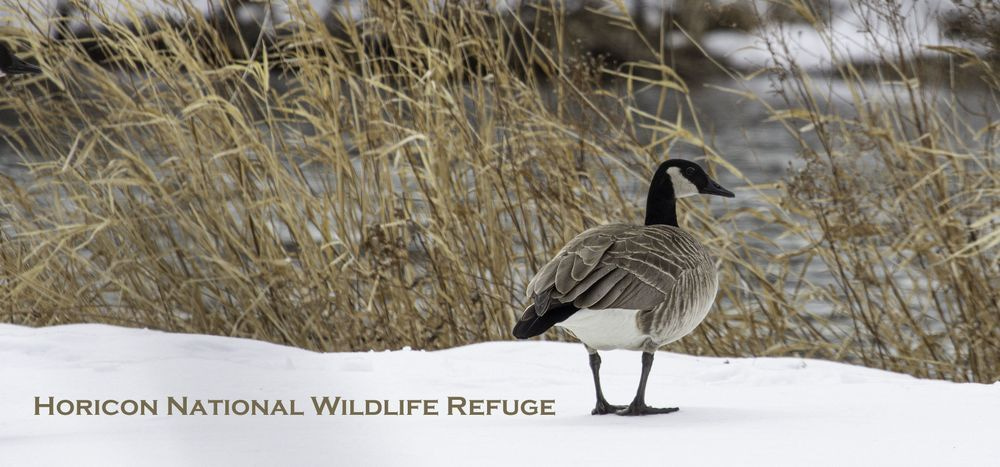Hnwr 10oz Canada Goose On Snow Copy Photography Art | JP Photography LLC