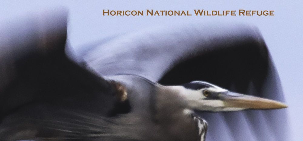 Hnwr 10oz Gbh In Flight Photography Art | JP Photography LLC