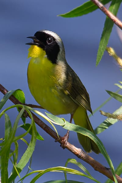 Bird Collection
