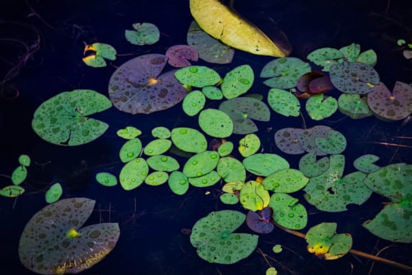 Details in Nature