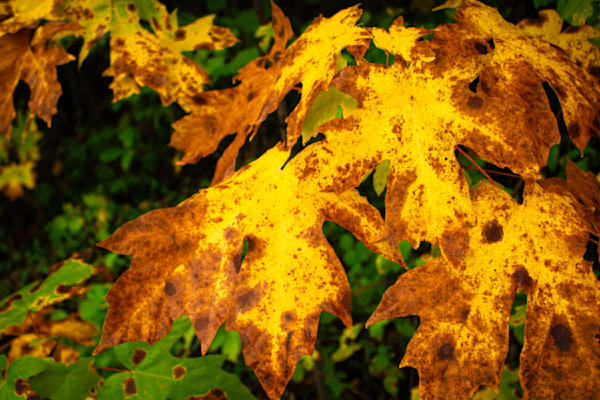 Fall In Olympia Art | Jorge Meraz Artist