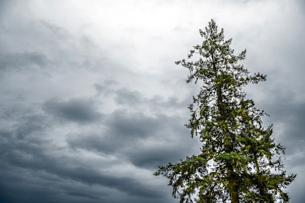 Gray Tree Art | Jorge Meraz Artist