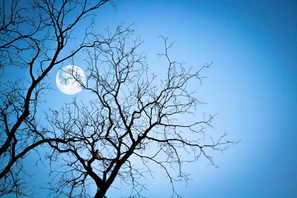 Moon Branches Art | Jorge Meraz Artist