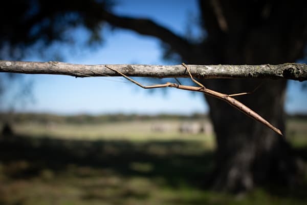Country Stick Bug Art | Jorge Meraz Artist