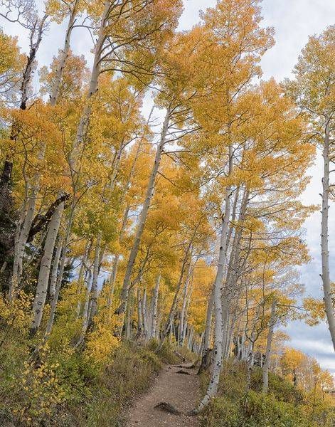 Autumn Aspen Trail