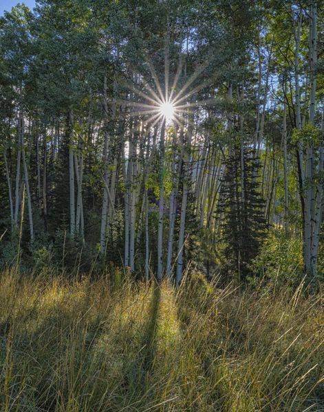 through_the_trees