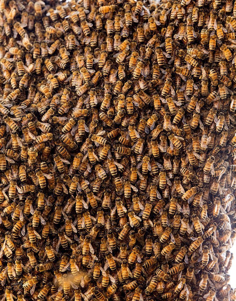 Bee Colony Migeration Photography Art | J everett Photography