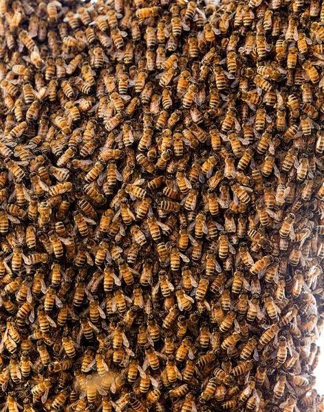 Insects