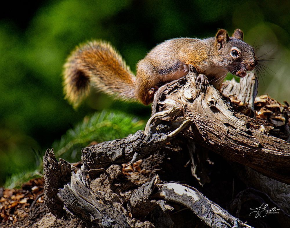 Barking Squirrel