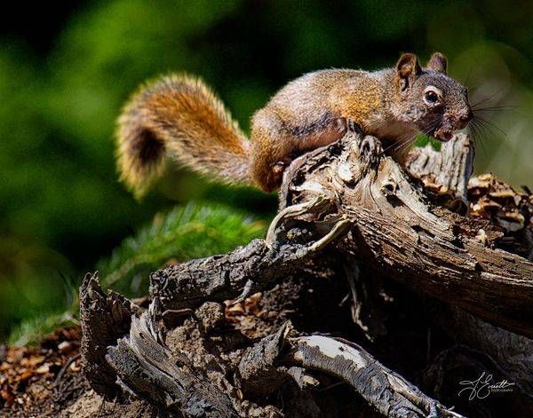 Barking Squirrel