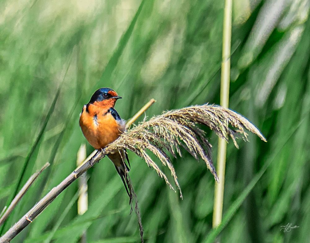 "Among The Reeds – Barn Swallow" Photography Art | J everett Photography