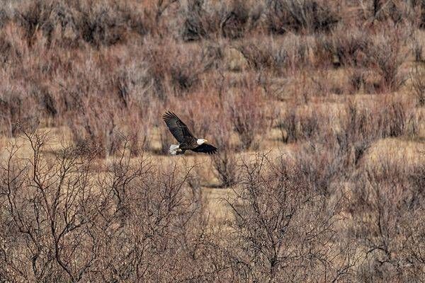 Bald Eagle In Flight Photography Art | J everett Photography