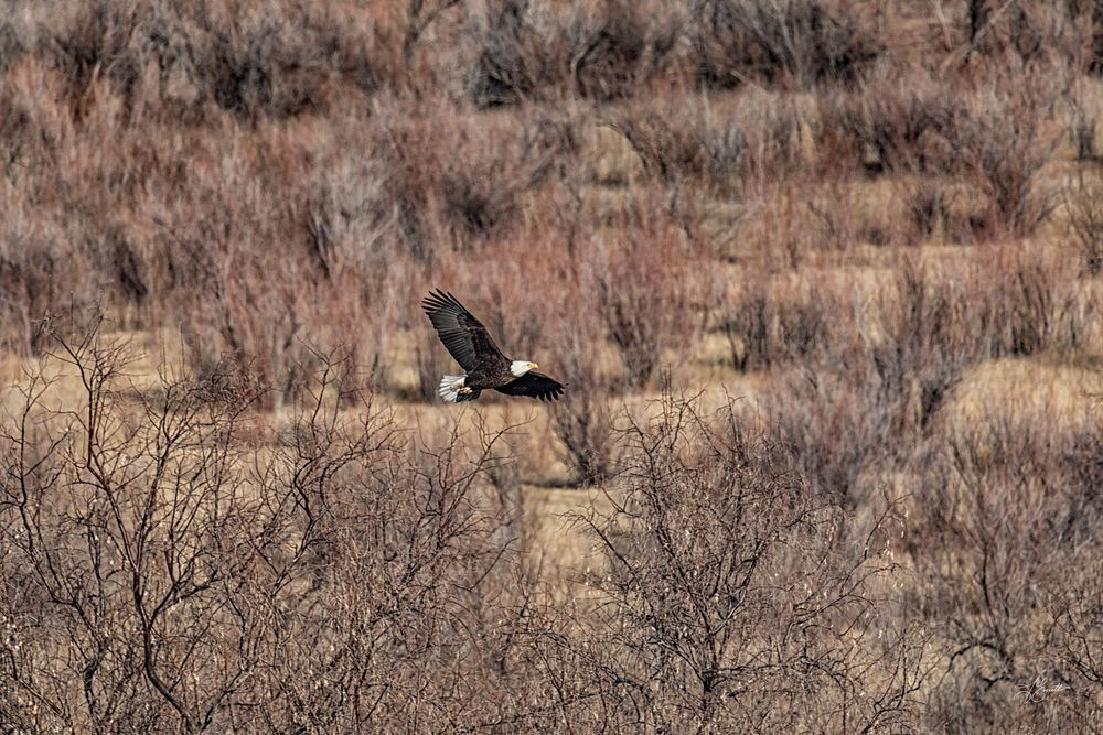 Bald Eagle In Flight Photography Art | J everett Photography