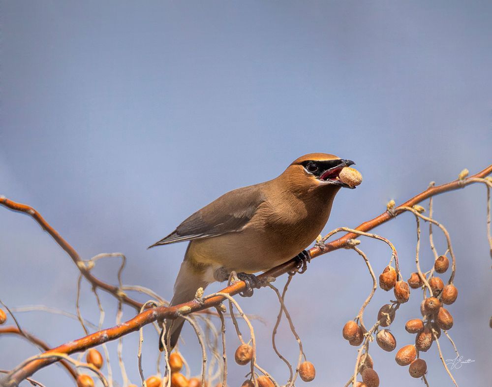 Cedar Waxwing With Russian Olive Photography Art | J everett Photography