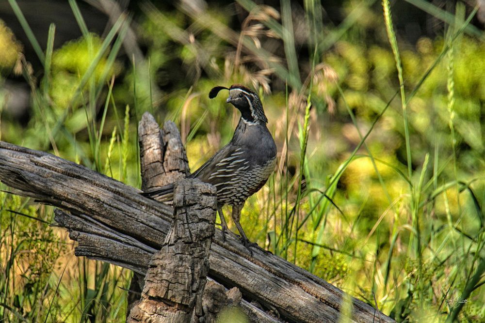 California Quail Photography Art | J everett Photography