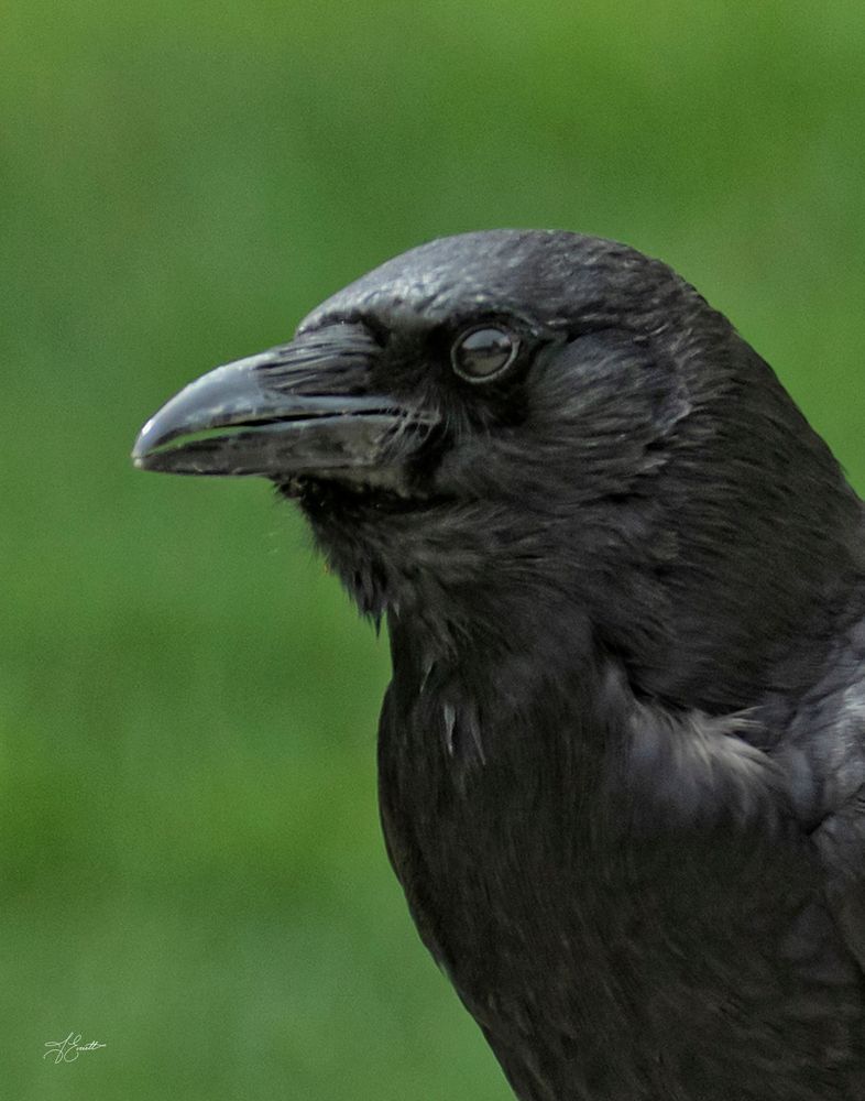 Corvid Portrait