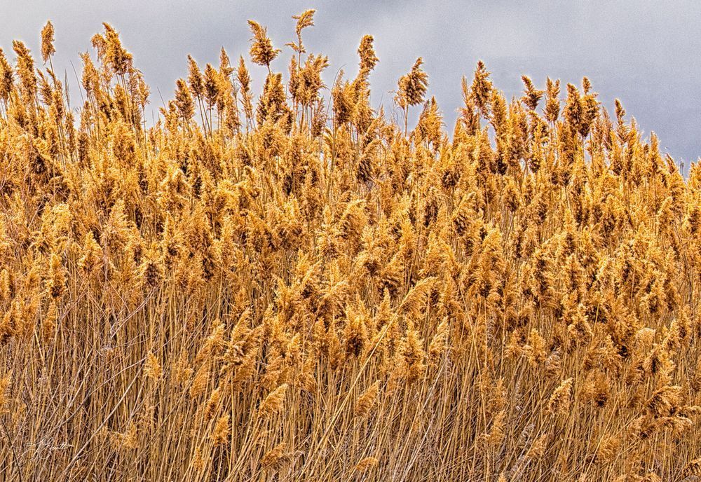 Common Reed Photography Art | J everett Photography