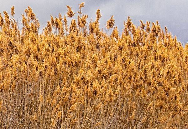 Common Reed Photography Art | J everett Photography