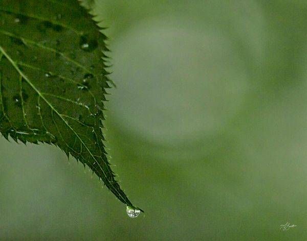 Cherry Leaf And Droplet Photography Art | J everett Photography