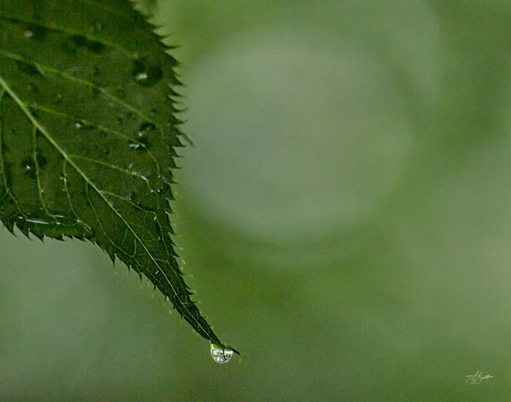 Cherry Leaf And Droplet Photography Art | J everett Photography
