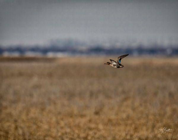 "Skimming The Wetlands – Green Winged Teal" Photography Art | J everett Photography