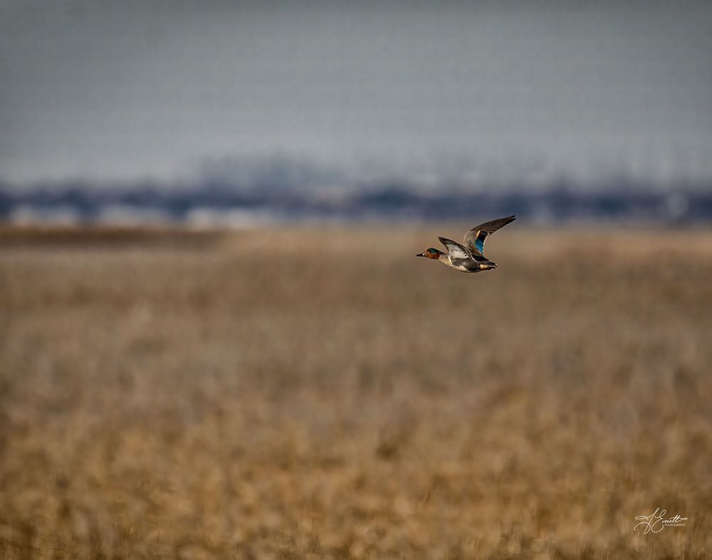 "Skimming The Wetlands – Green Winged Teal" Photography Art | J everett Photography